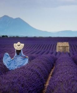 Woman in Lavender Field  People Paint By Numbers