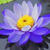 Purple Lotus Flower NEW Paint By Numbers