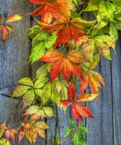 Autumn Leaves paint by numbers