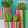 Cactus Plants paint by numbers