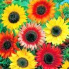 Colorful Sunflowers paint by numbers