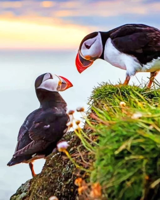 Puffins Birds Paint by numbers