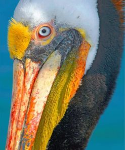 Pelican Bird paint by number