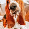 cute-bloodhound-paint-by-number