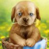 cute-puppy-paint-by-numbers