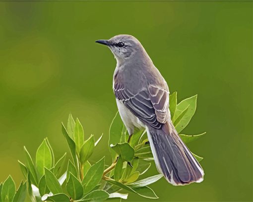 mockingbird-animal-paint-by-numbers