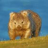 australia-wombat-paint-by-numbers