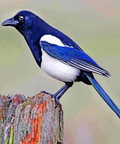 Australian Magpie Paint by numbers