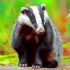 Badger In Forest Paint by numbers