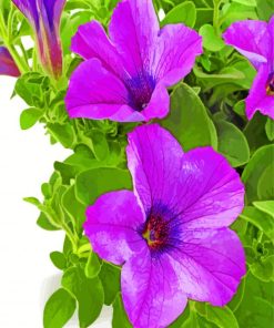 Purple Petunia Paint by numbers