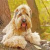 Soft Coated Wheaten Terrier Paint by numbers