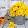 Yellow Flowers In Watering Pail Paint by numbers