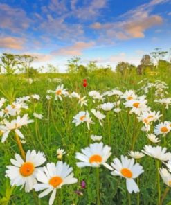 Beautiful Daisies Paint by numbers