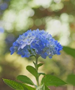 blue-hydrangea-flower-paint-by-number