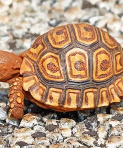 cute-leopard-tortoise-paint-by-numbers