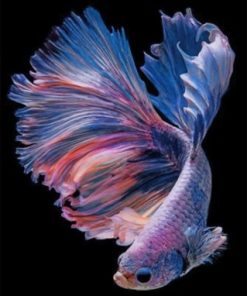 Purple Betta Fishe Vector Paint by numbers