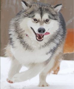 husky-snow-paint-by-numbers