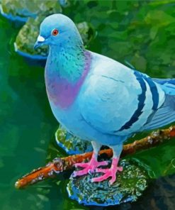 Cute Blue Colombidae Bird paint by numbers