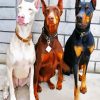 Doberman paint by numbers