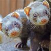 Two Cute Ferret Animal paint by numbers