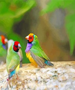 Cute Finches Birds paint by numbers