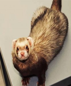 Ferret Animal paint by numbers