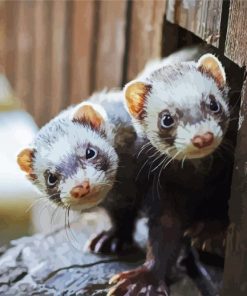 Two Cute Ferrets Animals paint by numbers