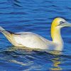 Gannets Bird Floating paint by numbers