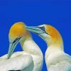 Two Cute Gannets Birds paint by numbers