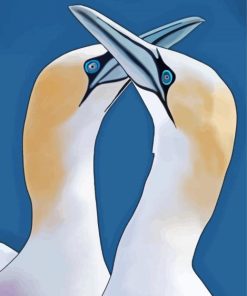 Gannets Birds Illustration paint by numbers