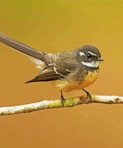 Grey Fantail Bird paint by numbers