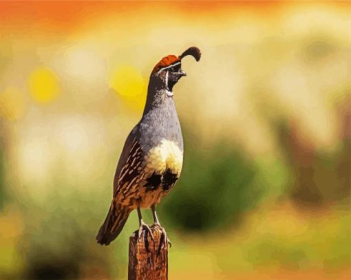 Gambel Bird paint by number