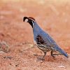 Gambel's Quail paint by number