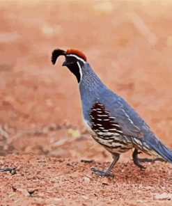 Gambel's Quail paint by number