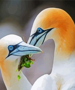 Gannets Birds paint by number