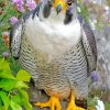 Cute Grey Falcon Bird paint by numbers