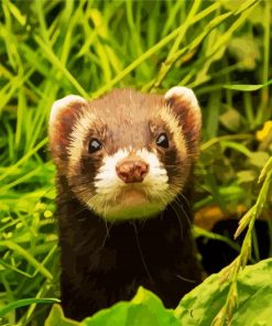 Cute Dark Brown Ferret Animal paint by numbers