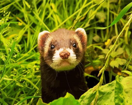 Cute Dark Brown Ferret Animal paint by numbers