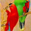 Colorful Electus Parrots Birds paint by numbers