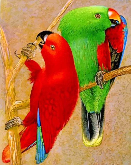 Colorful Electus Parrots Birds paint by numbers