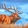 Elk Animal paint by numbers