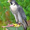 Grey Falcon Bird paint by number