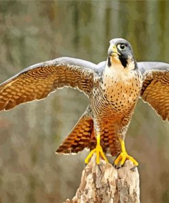 Brown Falcon Bird paint by number