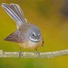 Fantail Bird Art paint by numbers