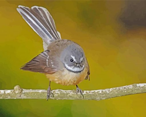 Fantail Bird Art paint by numbers
