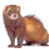 Cute Dark Brown Ferret paint by numbers