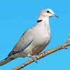 Grey Columbidae Bird paint by numbers