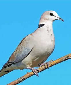 Grey Columbidae Bird paint by numbers