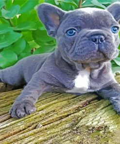 Grey Frenchie Bulldog paint by numbers