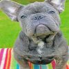 Grey Frenchies Puppy paint by numbers